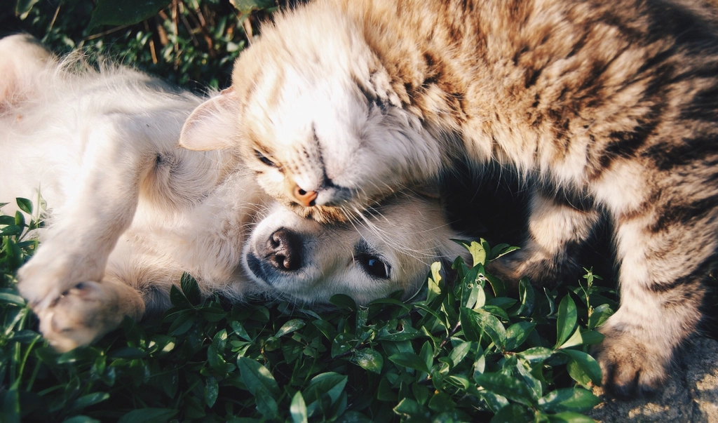 long-haired cat snuggling dog